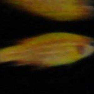 fish1.jpg