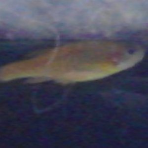 fish2.jpg