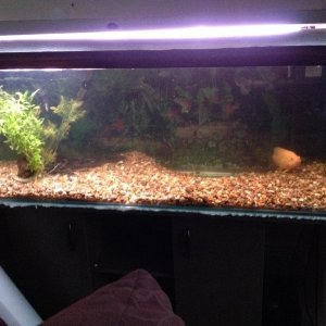 new tank shot.jpg