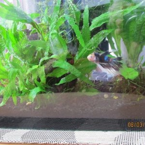a new fish c.jpg