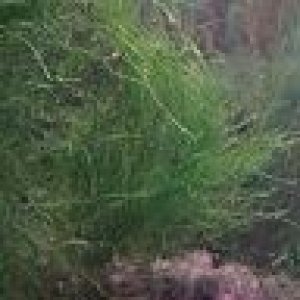 Algae 002.jpg
