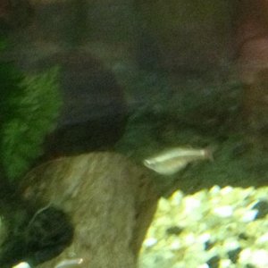 fat fish.jpg