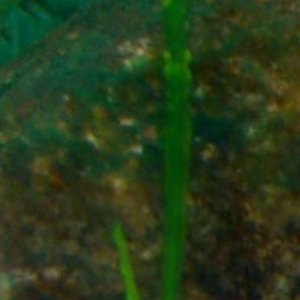 Plant3.jpg