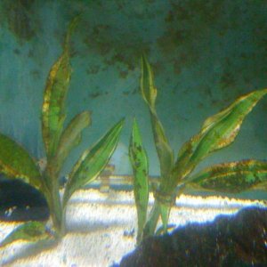 Plant4.jpg