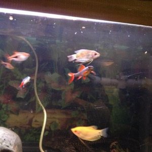 fish.jpg
