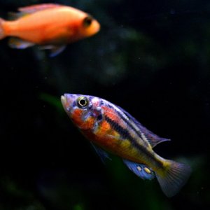 DSC_1090.JPG