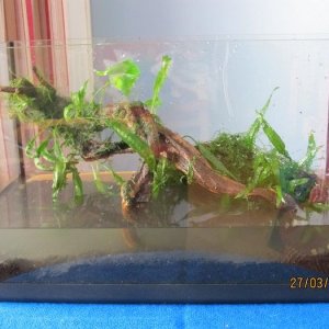 10 gallon biotope set-up.jpg