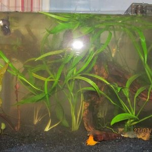 10 gallon biotope 1.jpg