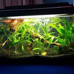 Betta Tiger Lotus.jpg