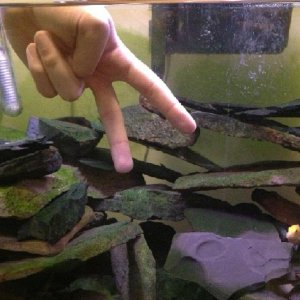 fish.jpg