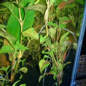 Plant.jpg
