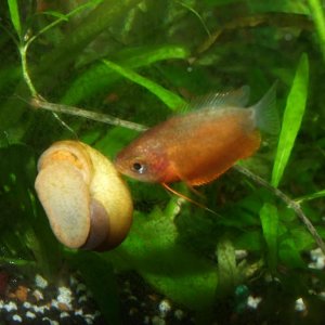 Moby the Goby 2441.jpg