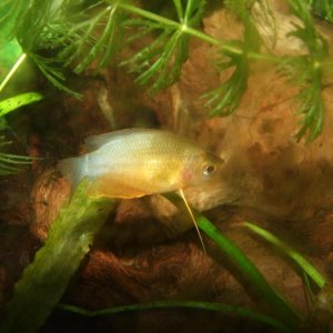 Moby the Goby 2443.jpg