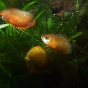 Moby the Goby 2445.jpg