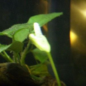 anubias pod.jpg