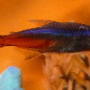 fish1.jpg