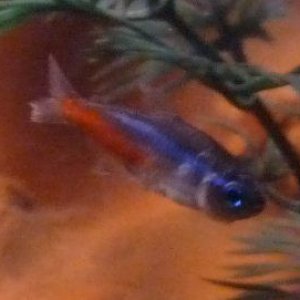 fish3.jpg