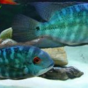 cichlid-Parrot.jpg