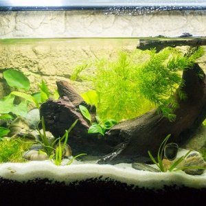 newt111.jpg