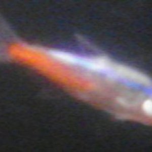 fish4.jpg
