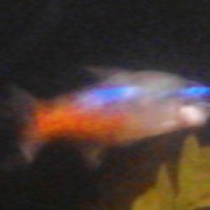 fish5.jpg