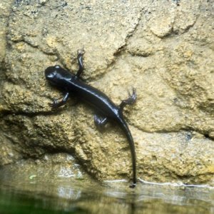 newt1111.jpg