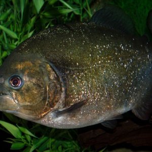 newt11112233.jpg