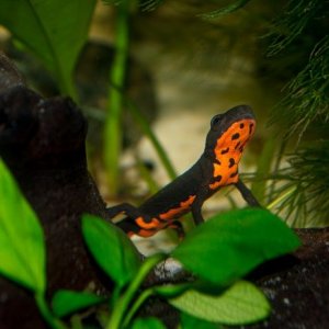 newt1111223.jpg