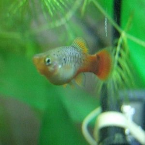 Moby the Goby 2541.jpg
