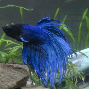 betta.jpg