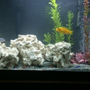 50G KENYI MALE AGGRESSION.JPG