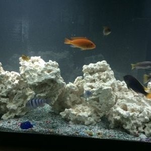 50G MIDTANK CLOSEUP RESIZED.jpg