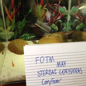 Sterbai Cory FOTM Verification.JPG