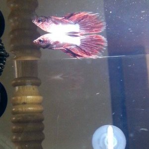 Betta # 4.jpg
