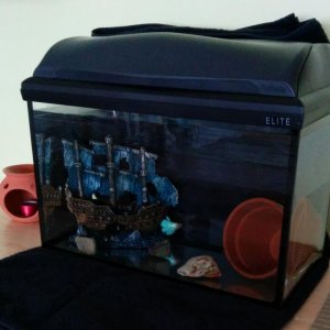 turqoise Betta in tank.jpg
