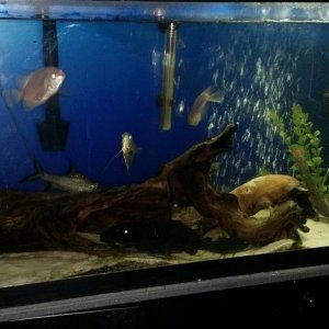 fishpost.jpg