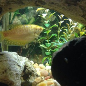 Gourami 1.jpg