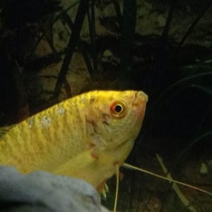 Gourami 2.jpg