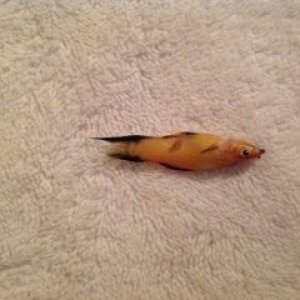 image.jpg