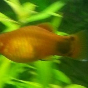 Platy1.JPG