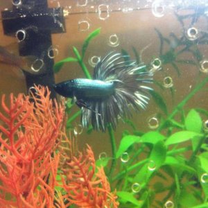 rsz_betta_2.jpg