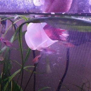 feeding from cup 2.jpg