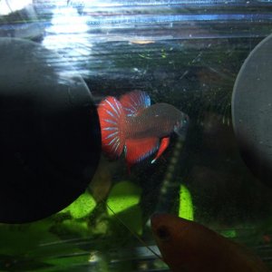 Moby the Goby 2577.jpg