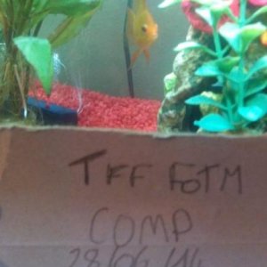 Image 2 of fish with tag.jpg