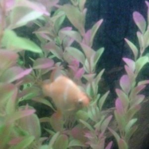 fish4.jpg