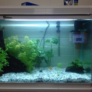 fish tank.jpg