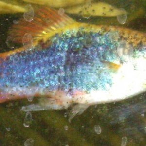 Fish.jpg