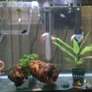 quarantine tank july 19 2014.jpg