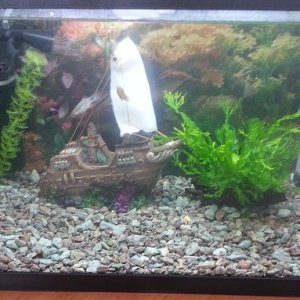 tank.JPG