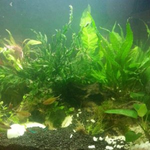 rescape.jpg